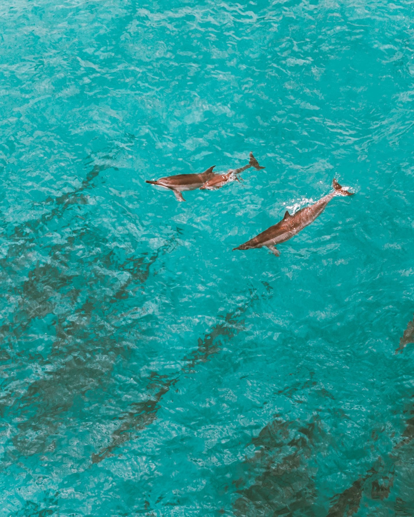Dolphins in the lagoon